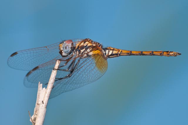 odonato 9 - Trithemis annulata (immaturo)